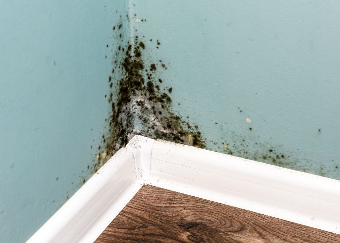 image of visual mold on a wall in sarasota home